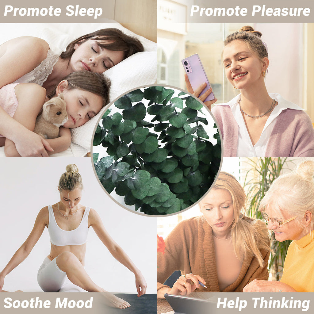 Large 10 PCS Preserved  Eucalyptus Stems for Home Decor