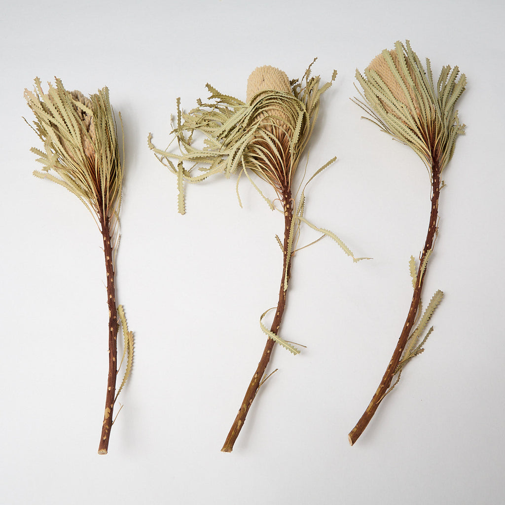 Dried Banksia Hookerana